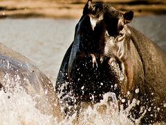 セレンゲティ国立公園がすぐそこ！リトルオカバンゴキャンプ2泊3日【キリマンジャロ空港発着/ 航空券＋宿泊（3スター）＋移動＋ゲームサファリ＋全食事付き】の写真