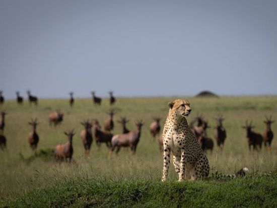 8310 (7)Shutterstock