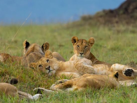 8310 (4)Shutterstock