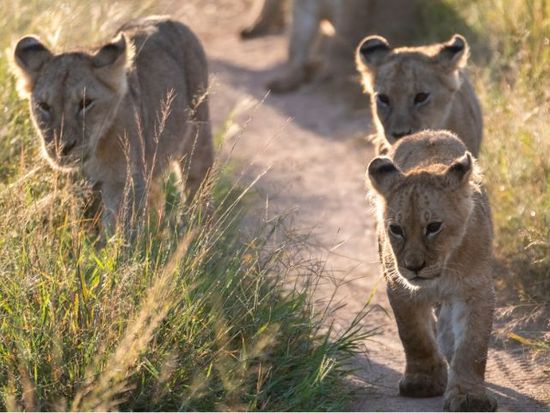 8310 (6)Shutterstock