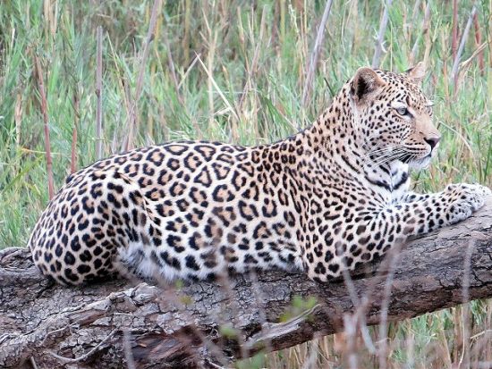 【ヨハネスブルグ発着 5泊6日】ニードルズサファリロッジ宿泊！クルーガー国立公園ビッグファイブサファリ＜国内線＋空港送迎＋宿（4スター）＋アクティビティ＞