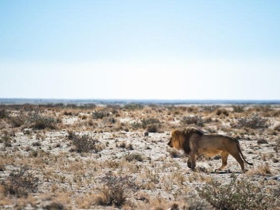 【ケープタウン発着 4泊5日】エトーシャ国立公園サファリ＜航空券＋宿泊＋空港送迎＋観光/英語ガイド＞