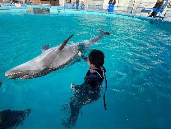 タクシー送迎付き「ドルフィンスイム」でイルカと触れ合い体験＜3時間／奈半利駅発着＞