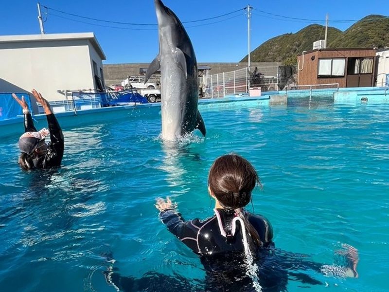 ドルフィンスイム3