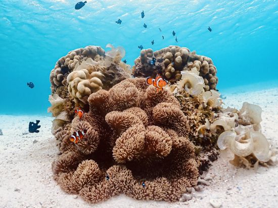 【宮古島｜ウミガメシュノーケル】★春のセール★ 《当日予約OK／写真データ無料》高評価！安心の少人数制！プロガイドがサポート！