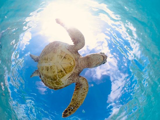 宮古島【GWセール】ウミガメシュノーケル｜手ぶら！当日予約！写真・動画データ無料プレゼント《ファミリー・学生・カップル大人気》の写真4