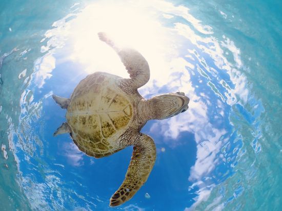 宮古島【GWセール】ウミガメシュノーケル｜手ぶら！当日予約！写真・動画データ無料プレゼント《ファミリー・学生・カップル大人気》