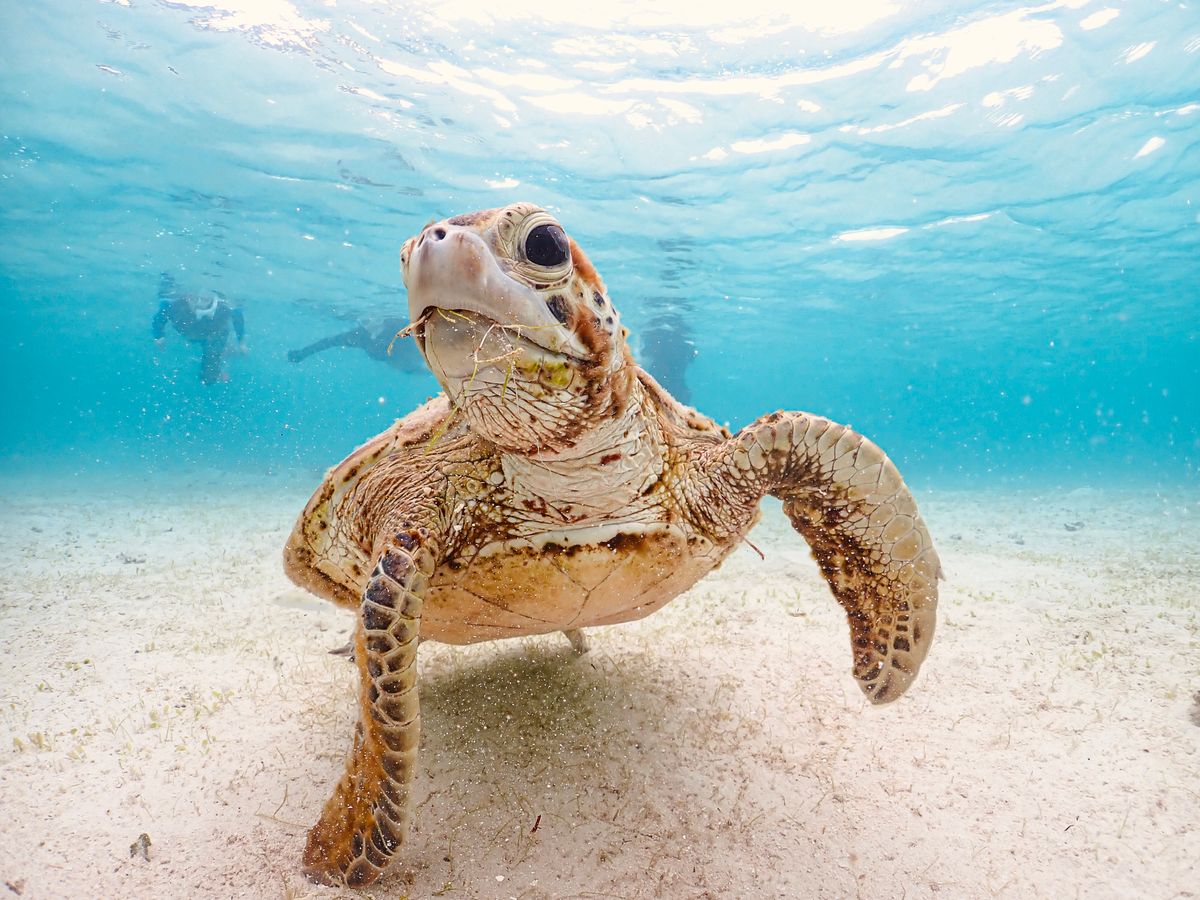 宮古島【夏休みセール】ウミガメシュノーケル｜手ぶら！当日予約！写真