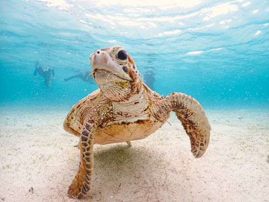 宮古島【GWセール】ウミガメシュノーケル｜手ぶら！当日予約！写真・動画データ無料プレゼント《ファミリー・学生・カップル大人気》の写真5