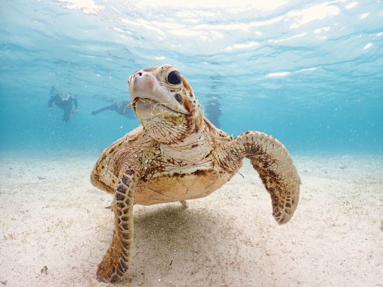 宮古島【GWセール】ウミガメシュノーケル｜手ぶら！当日予約！写真・動画データ無料プレゼント《ファミリー・学生・カップル大人気》