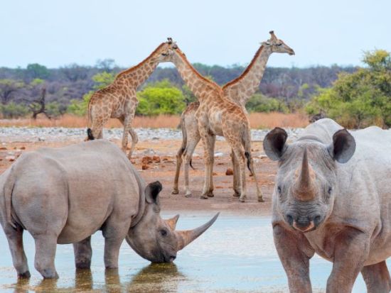 【ケープタウン発着 4泊5日】エトーシャ国立公園サファリ＜航空券＋宿泊＋空港送迎＋観光/英語ガイド＞