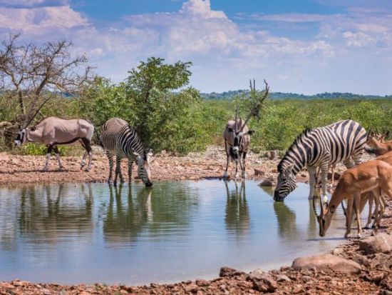 【ケープタウン発着 4泊5日】エトーシャ国立公園サファリ＜航空券＋宿泊＋空港送迎＋観光/英語ガイド＞