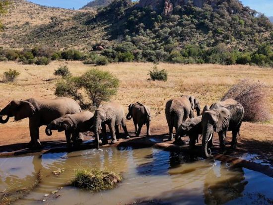 【ケープタウン発着 4泊5日】エトーシャ国立公園サファリ＜航空券＋宿泊＋空港送迎＋観光/英語ガイド＞