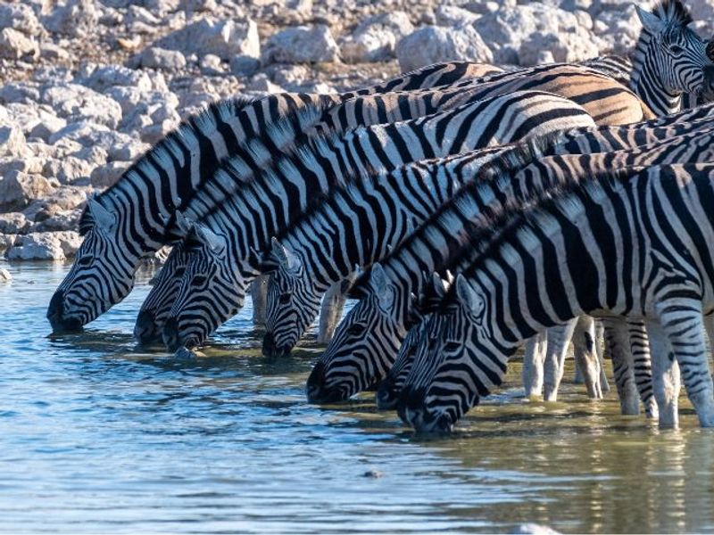 10126_Shutterstock (4)