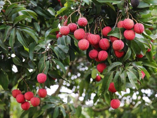 【5月26日～6月20日限定】ライチ狩りツアー　「LALA-LYCHEEE」農園見学＆ライチ製品ショッピング＜1日／昼食付／日本語ガイド／ハノイ発＞