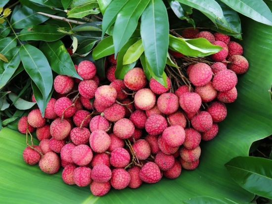 【5月26日～6月20日限定】ライチ狩りツアー　「LALA-LYCHEEE」農園見学＆ライチ製品ショッピング＜1日／昼食付／日本語ガイド／ハノイ発＞