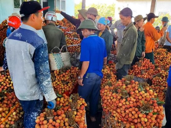 【5月26日～6月20日限定】ライチ狩りツアー　「LALA-LYCHEEE」農園見学＆ライチ製品ショッピング＜1日／昼食付／日本語ガイド／ハノイ発＞