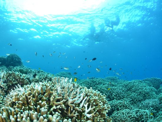 シュノーケリング体験 カラフルな熱帯魚に出会える海に行こう！トイレ・温水シャワー・更衣室完備 5歳から参加OK！＜名護発＞