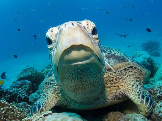 Autopia Via Travel - Great Barrier Reef Turtles 1299364848424976384