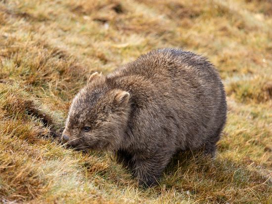 Australia_Generic Photos_wombat_pixta_134502117_M