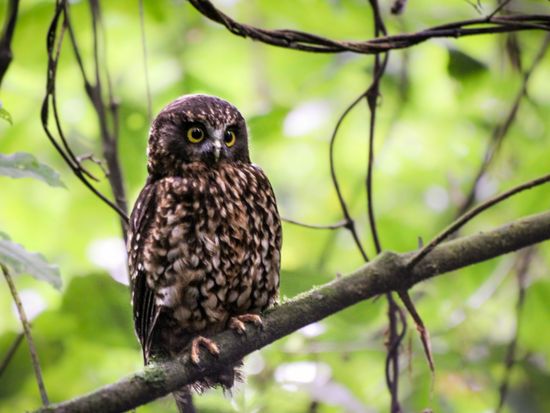 Native Owl - Ruru in our forest
