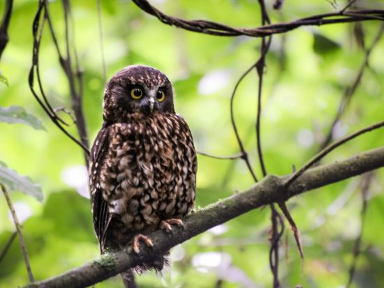 ロトルア 最上級ジップライン体験　全長400mのジップラインを最高時速80kmで爽快に駆け抜ける！送迎も選択可能＜英語／ロトルア＞