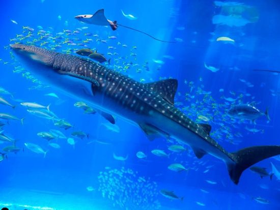 【7月4日限定】第48回海洋博公園花火大会日帰りバスツアー 沖縄観光と花火大会を一度に満喫！ ＜花火特別観覧席＆観光スポット入場券付き／日本語・中国語／那覇発＞