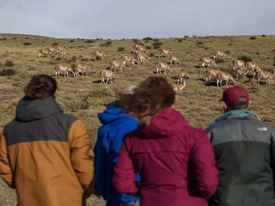 tras-la-huella-del-puma_22166_202312051228442