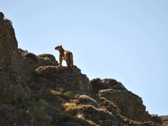 tras-la-huella-del-puma_22166_202312051228420
