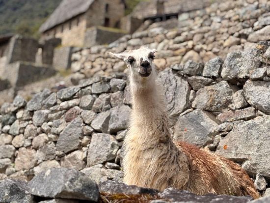 【クルーズご利用者様用 ペルー カヤオ港発着】ナスカも行ける！マチュピチュ遺跡＋ナスカの地上絵遊覧飛行 3泊4日周遊ツアー＜国内航空券込み／日本語ガイド＞