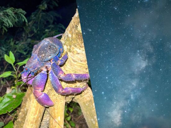 《ヤシガニ遭遇率高》ジャングル＆星空ナイトツアー★｜写真無料｜当日予約OK｜初心者歓迎《女性ガイド多数》