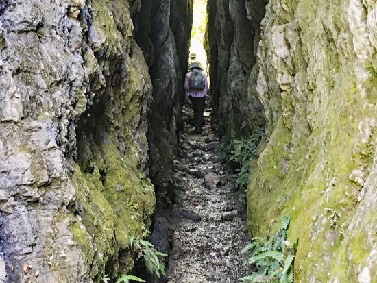 クイーンズタウン半日ハイキングツアー 南極ブナの原生林とゴールドラッシュの歴史を満喫！＜日本語ガイド／クイーンズタウン発着＞