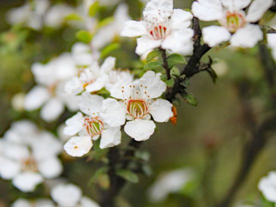 クイーンズタウン半日ハイキングツアー 南極ブナの原生林とゴールドラッシュの歴史を満喫！＜日本語ガイド／クイーンズタウン発着＞