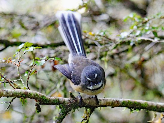 クイーンズタウン半日ハイキングツアー 南極ブナの原生林とゴールドラッシュの歴史を満喫！＜日本語ガイド／クイーンズタウン発着＞