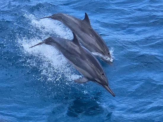 イルカ＆ウミガメウォッチング＋ボートシュノーリングor体験ダイビング　美しいグアムの海を楽しむ！＜半日／英語ガイド／送迎付き＞byアクアブリーズ