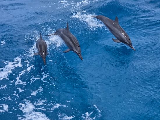 イルカ＆ウミガメウォッチング＋ボートシュノーリングor体験ダイビング　美しいグアムの海を楽しむ！＜半日／英語ガイド／送迎付き＞byアクアブリーズ