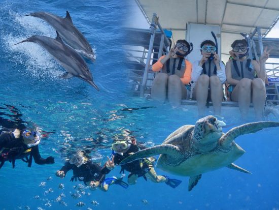 イルカ＆ウミガメウォッチング＋ボートシュノーリングor体験ダイビング　美しいグアムの海を楽しむ！＜半日／英語ガイド／送迎付き＞byアクアブリーズ