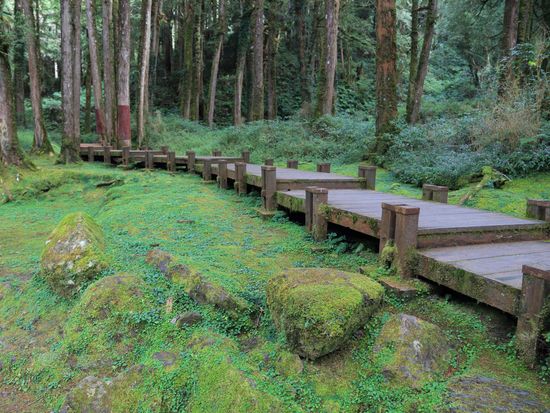 Alishan National recreation_AdobeStock_186512361