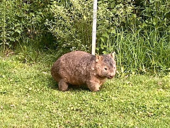IEC エコツアー サウスコースト日帰りツアー　野生のウォンバットを観察！＜貸切／日本語ガイド＞の写真2