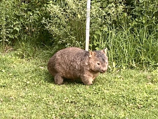 IEC エコツアー サウスコースト日帰りツアー　野生のウォンバットを観察！＜貸切／日本語ガイド＞