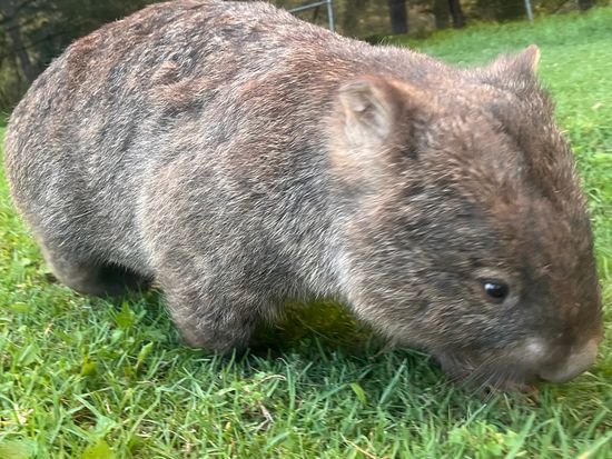 IEC エコツアー サウスコースト日帰りツアー　野生のウォンバットを観察！＜貸切／日本語ガイド＞の写真3