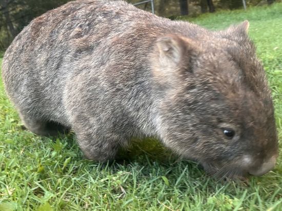 IEC エコツアー サウスコースト日帰りツアー　野生のウォンバットを観察！＜貸切／日本語ガイド＞