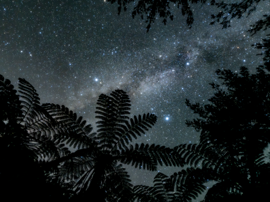 夜のやんばるの森探検ツアー ガイドがご案内する生き物観察 ＜約1時間30分／国頭村森林公園＞