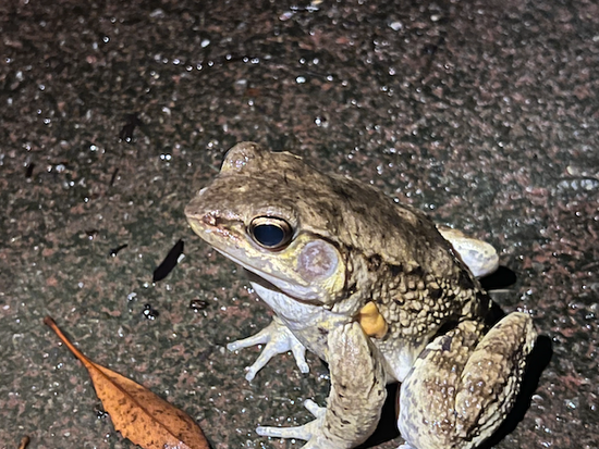 スクリーンショット 2026-04-06 12.06.02