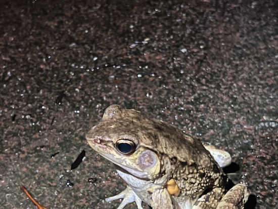 夜のやんばるの森探検ツアー ガイドがご案内する生き物観察 ＜約1時間30分／国頭村森林公園＞