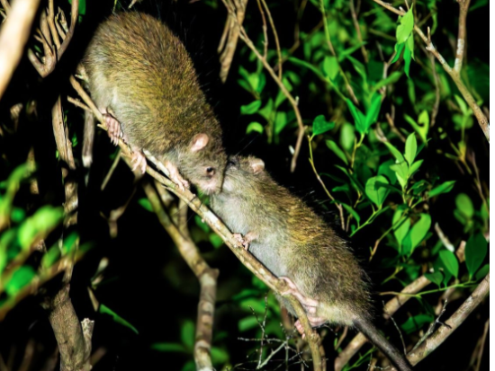 夜のやんばるの森探検ツアー ガイドがご案内する生き物観察 ＜約1時間30分／国頭村森林公園＞