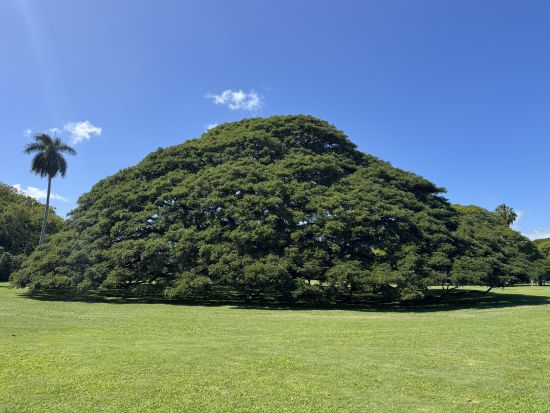 ツアーガイド歴15年以上の【エリ】がご案内、1日1組限定の完全プライベートツアー　ミニバン貸切＜1〜7名／4時間〜／日本語／ホテル・コンドお迎え可＞