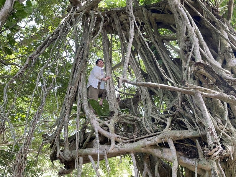 貸切】奄美大島 秘境トレッキングツアー 巨木と滝遊び 山の大自然満喫