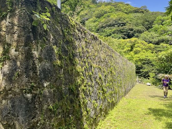 【貸切】奄美大島 原生林トレッキング 神秘の巨木とヒカゲヘゴの森探訪＜約6時間半／送迎付＞