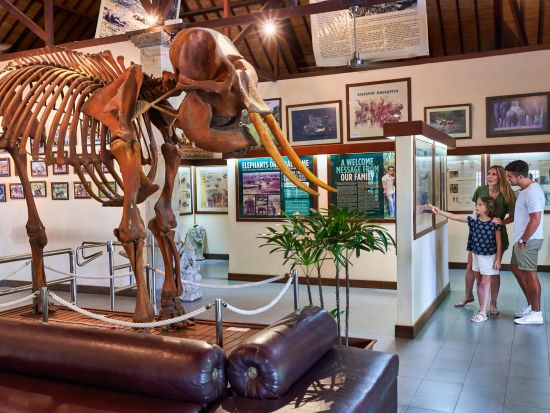 ジャンボウォッシュツアー！象洗い＆餌やり体験を通じて象と触れ合うエレファントケア体験＜バリ発／昼食付き／ホテル送迎付き／英語＞